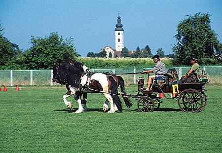 Croatian Coldblood